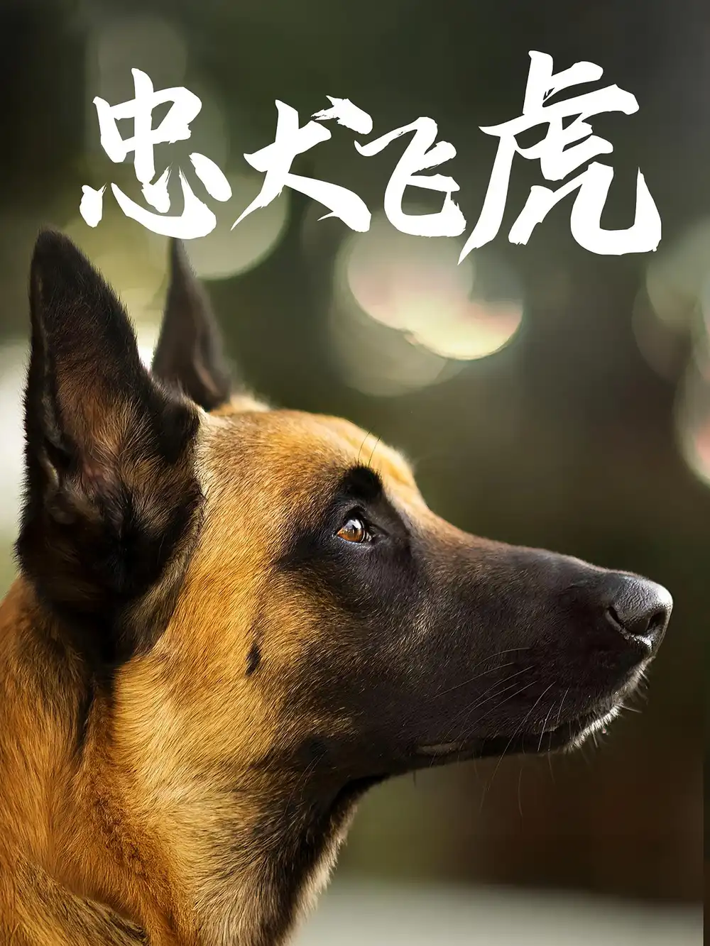 《忠犬飞虎（33集）吴桂洲/谭镁纶》短剧全集免费在线看