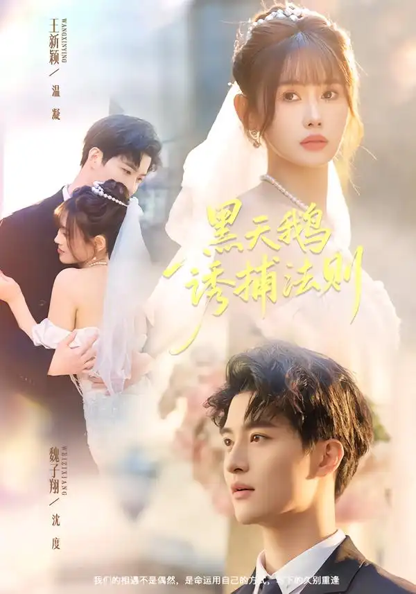 《黑天鹅诱捕法则（80集）魏子翔＆王新颖》短剧全集免费在线看