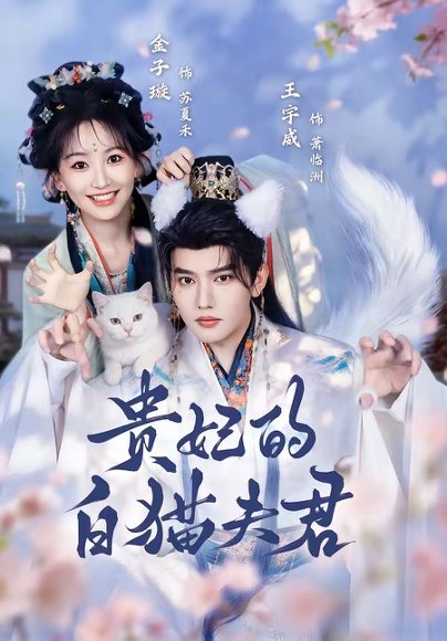 短剧《贵妃的白猫夫君(81集)王宇威&金子璇》海报