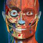 Anatomy Learning(解剖学) v3.1.467 高级版
