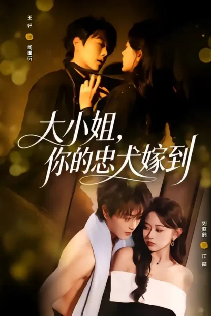 短剧《大小姐，你的忠犬嫁到（80集）王轩＆刘蓝鸽》全集免费在线观看